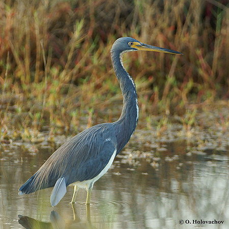Tricolored Heron (Egretta tricolor) in the Merritt Island National Wildlife Refuge