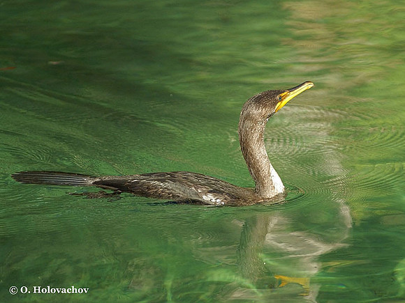 Double-crested Cormorant (Phalacrocorax auritus) in Blue Springs State Park