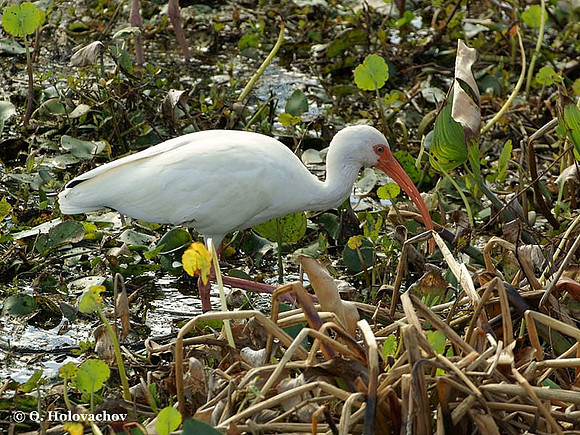 White Ibis (Eudocimus albus) in the Paynes Prairie Preserve State Park
