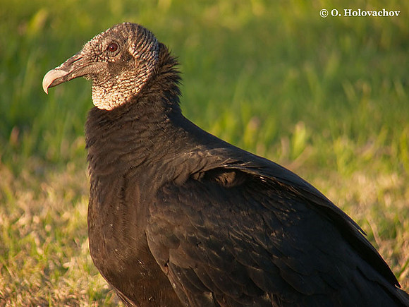 Black Vulture (Coragyps atratus) in the Everglades National Park