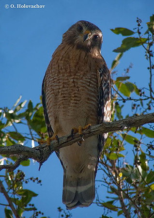 Red-shouldered Hawk (Buteo lineatus) in the Everglades National Park