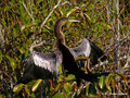 Anhinga (Anhinga anhinga) in the Everglades National Park