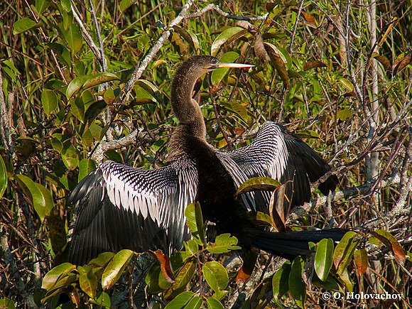 Anhinga (Anhinga anhinga) in the Everglades National Park