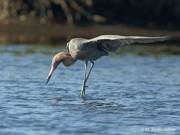 Reddish Egret (Egretta rufescens) in the Merritt Island National Wildlife Refuge