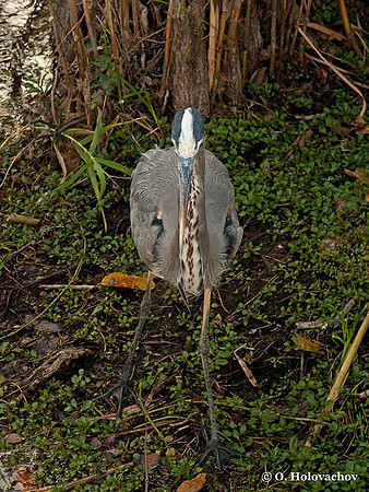 Great Blue Heron (Ardea herodias) in the Everglades National Park