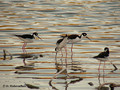 Black-necked Stilt (Himantopus mexicanus) in the Everglades National Park