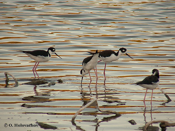 Black-necked Stilt (Himantopus mexicanus) in the Everglades National Park
