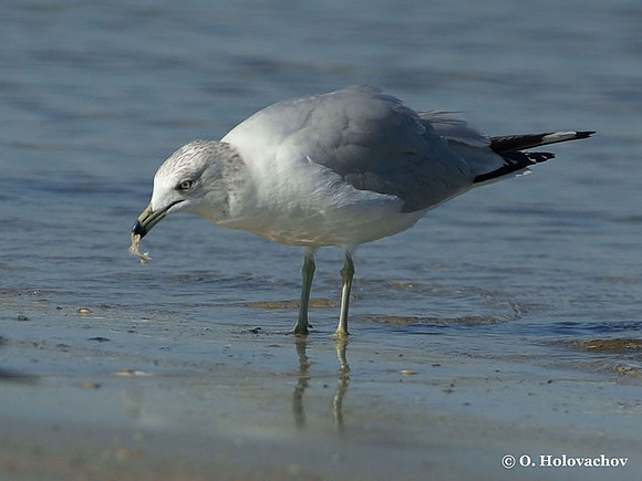 Ring-billed Gull (Larus delavarensis) in the Huguenot Memorial Park