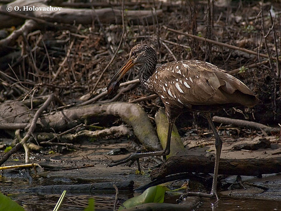 Limpkin (Aramus guarauna) in Blue Springs State Park