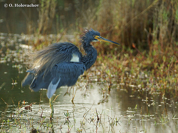 Tricolored Heron (Egretta tricolor) in the Merritt Island National Wildlife Refuge
