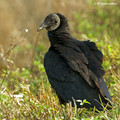 Black Vulture (Coragyps atratus) in the Merritt Island National Wildlife Refuge