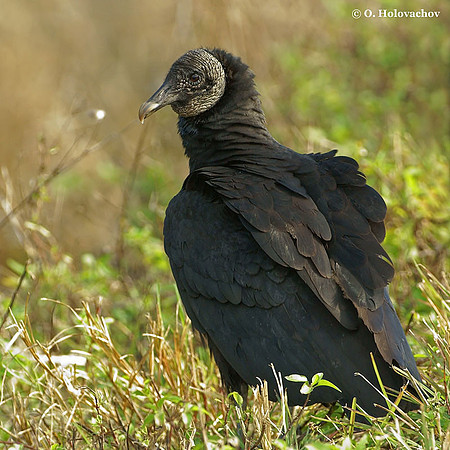 Black Vulture (Coragyps atratus) in the Merritt Island National Wildlife Refuge