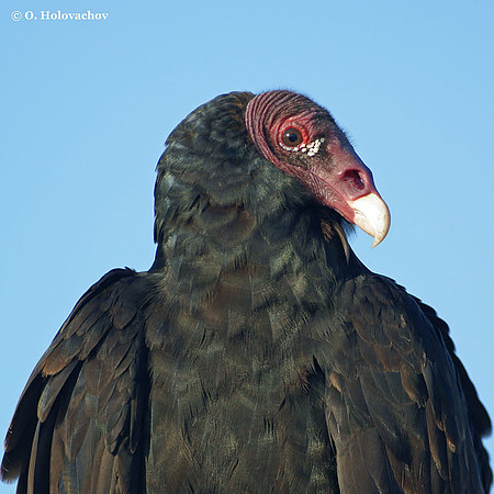 Turkey Vulture (Cathartes aura) in the Merritt Island National Wildlife Refuge