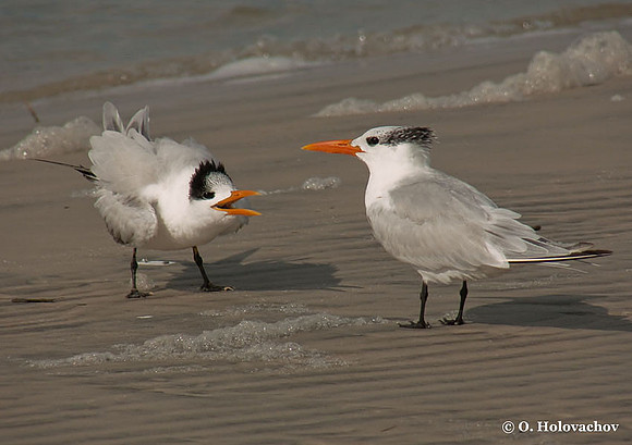 Royal Tern (Sterna maxima) in the Huguenot Memorial Park