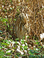 American Bittern (Botaurus lentiginosus) in the Paynes Prairie Preserve State Park