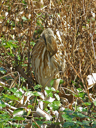 American Bittern (Botaurus lentiginosus) in the Paynes Prairie Preserve State Park