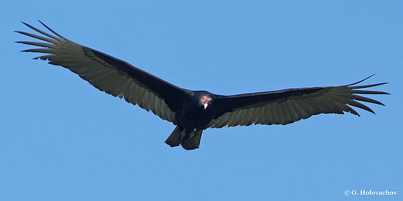 Turkey Vulture (Cathartes aura) in the Merritt Island National Wildlife Refuge
