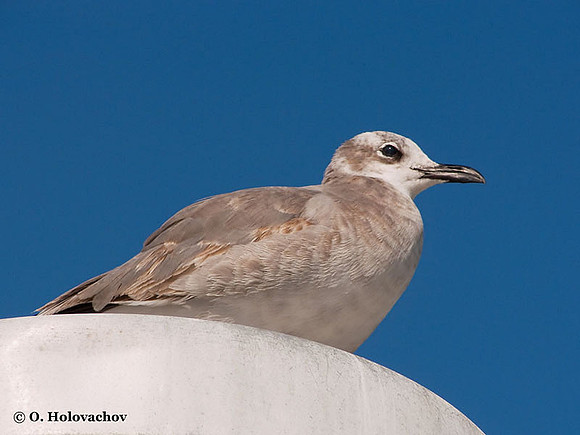 Ring-billed Gull (Larus delavarensis) in the Everglades National Park