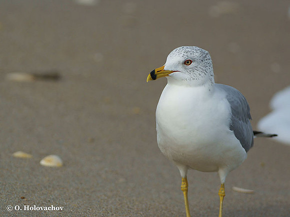 Ring-billed Gull (Larus delavarensis) in the Merritt Island National Wildlife Refuge