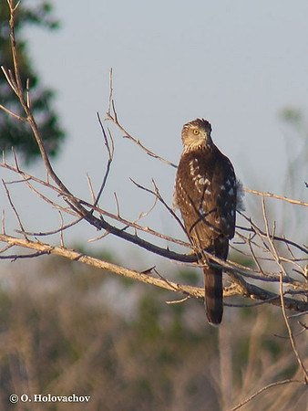 Sharp-shinned Hawk (Accipiter striatus) in the Everglades National Park