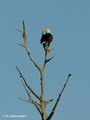 Bald Eagle (Haliaeetus laucocephalus) in the Merritt Island National Wildlife Refuge