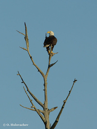 Bald Eagle (Haliaeetus laucocephalus) in the Merritt Island National Wildlife Refuge