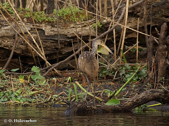 Limpkin (Aramus guarauna) in Blue Springs State Park