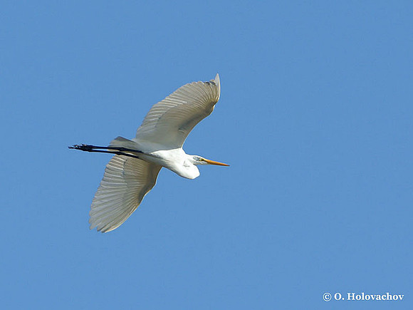 Great Egret (Ardea alba) in the Merritt Island National Wildlife Refuge