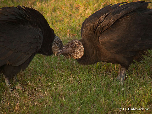 Black Vulture (Coragyps atratus) in the Everglades National Park