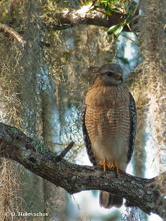 Red-shouldered Hawk (Buteo lineatus) in Blue Springs State Park