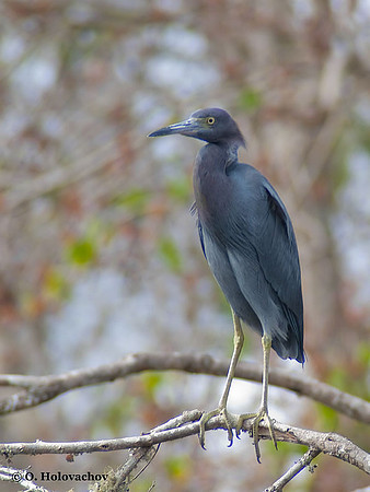 Little Blue Heron (Egretta caerulea) in Blue Springs State Park