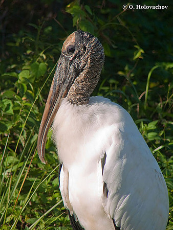 Wood Stork (Mycteria americana) in the Everglades National Park