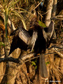Anhinga (Anhinga anhinga) in the Everglades National Park