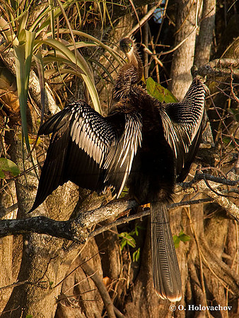 Anhinga (Anhinga anhinga) in the Everglades National Park