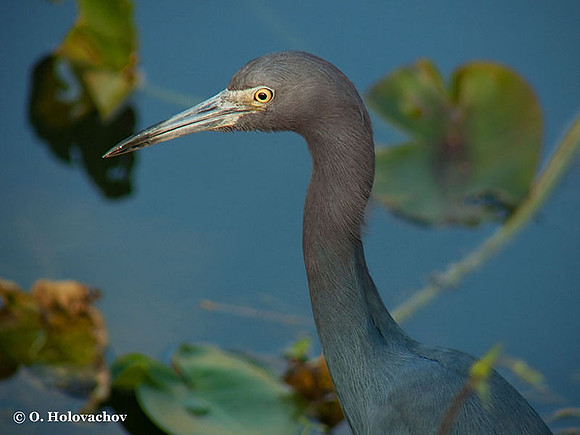 Little Blue Heron (Egretta caerulea) in the Everglades National Park