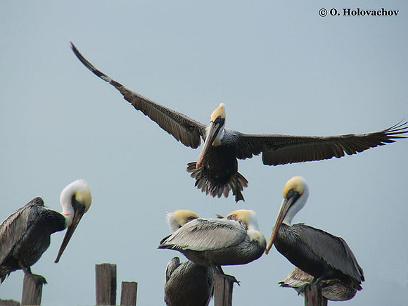 Brown Pelican (Pelecanus occidentalis) in the St Marks National Wildlife Refuge