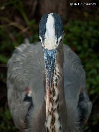 Great Blue Heron (Ardea herodias) in the Everglades National Park