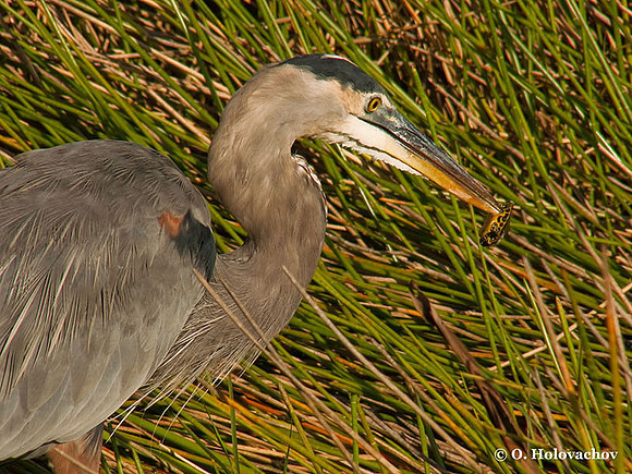Great Blue Heron (Ardea herodias) in the Everglades National Park