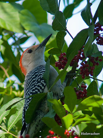 Red-bellied Woodpecker (Melanerpes carolinus) in the Everglades National Park