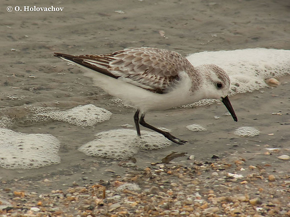Sanderling (Calidris alba) in Huguenot Memorial Park