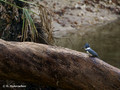 Belted Kingfisher (Ceryle alcyon) in Blue Springs State Park