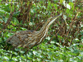 American Bittern (Botaurus lentiginosus) in the Paynes Prairie Preserve State Park