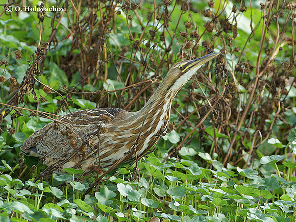American Bittern (Botaurus lentiginosus) in the Paynes Prairie Preserve State Park