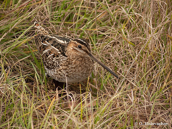 Wilson's Snipe (Gallinago delicata) in the St Marks National Wildlife Refuge