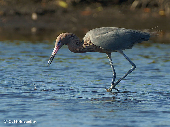 Reddish Egret (Egretta rufescens) in the Merritt Island National Wildlife Refuge