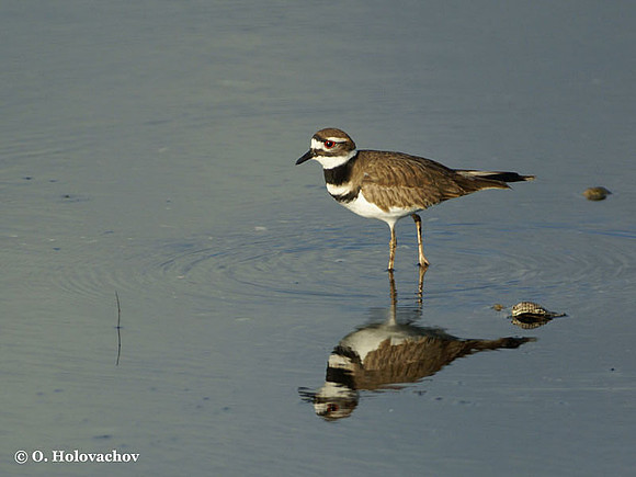 Killdeer (Charadrius vociferus) in the Merritt Island National Wildlife Refuge