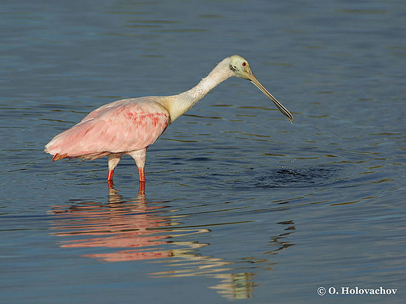 Roseate Spoonbill (Platalea ajaja) in the Merritt Island National Wildlife Refuge
