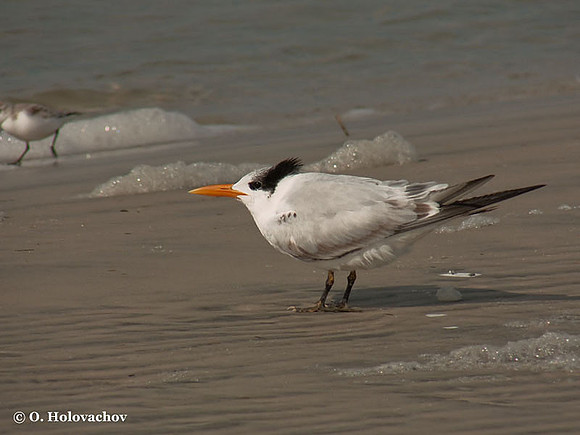 Royal Tern (Sterna maxima) in the Huguenot Memorial Park