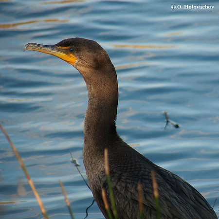 Double-crested Cormorant (Phalacrocorax auritus) in the Everglades National Park