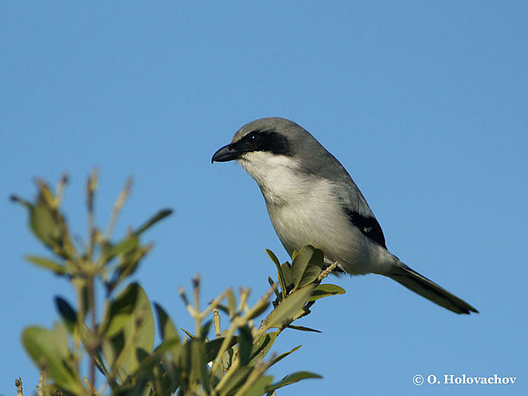 Loggerhead Shrike (Lanius ludovicianus) in the Merritt Island National Wildlife Refuge